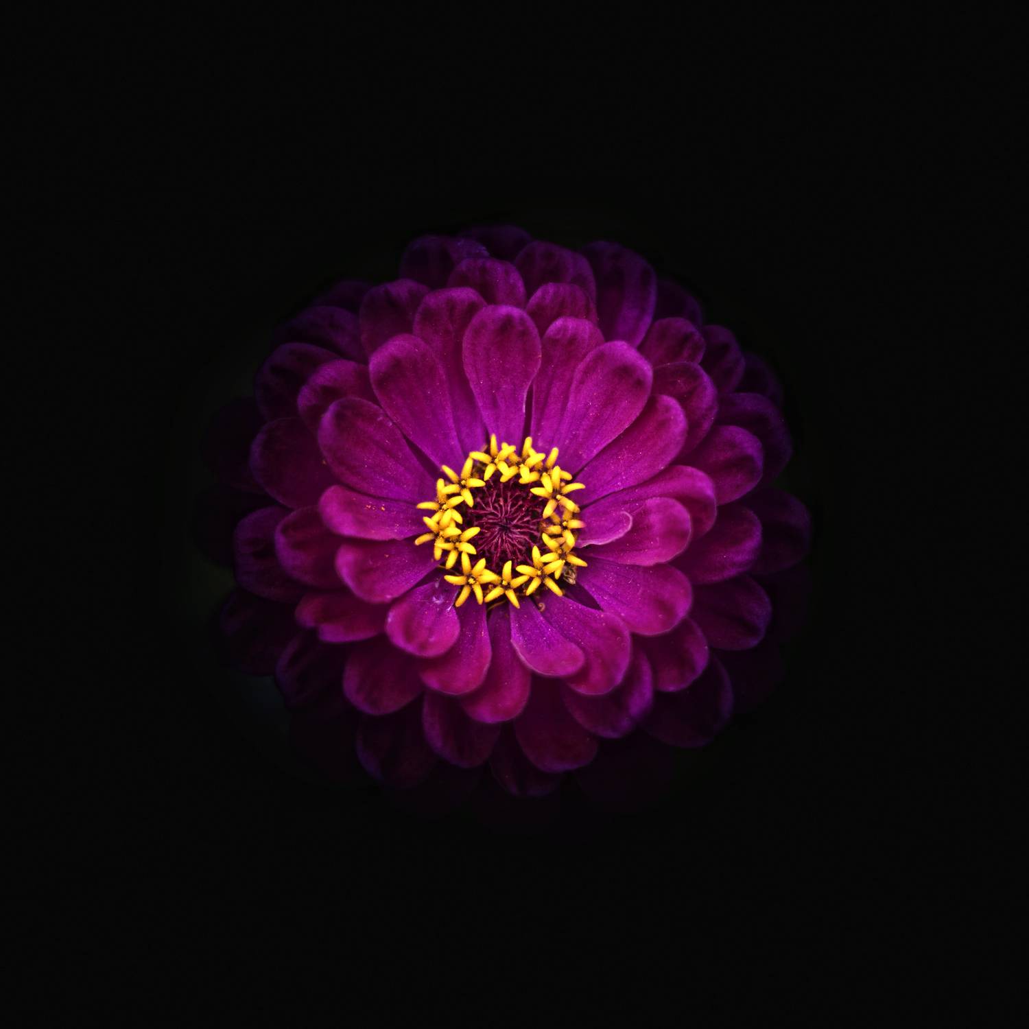 , Гуляев Алексей