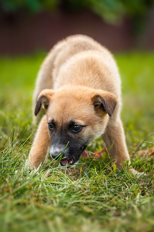 Щенок фото превью