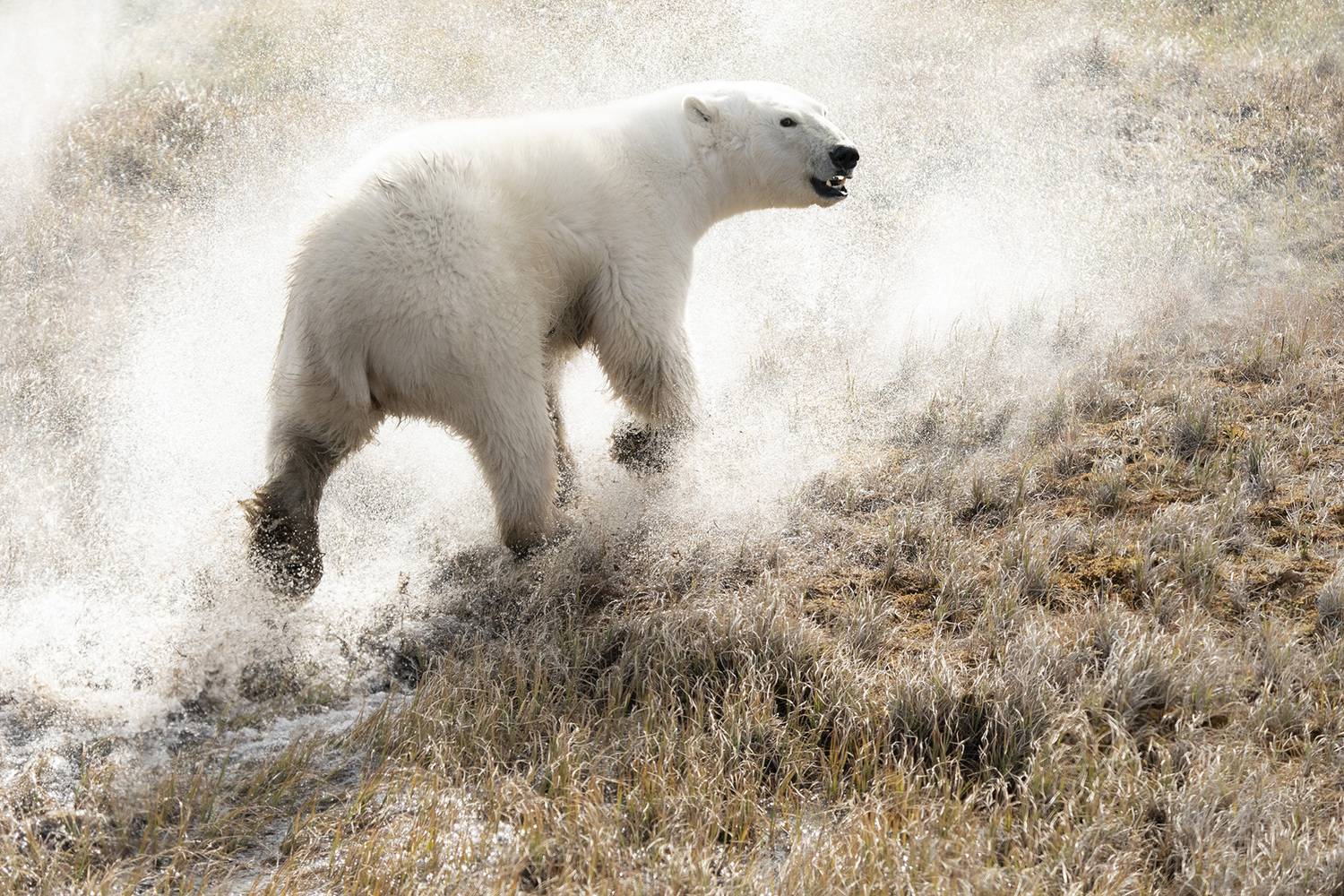 дикая природа, путешествия, медведь, белый медведь, wildlife, outdoor, polar bear, Алексей Романов