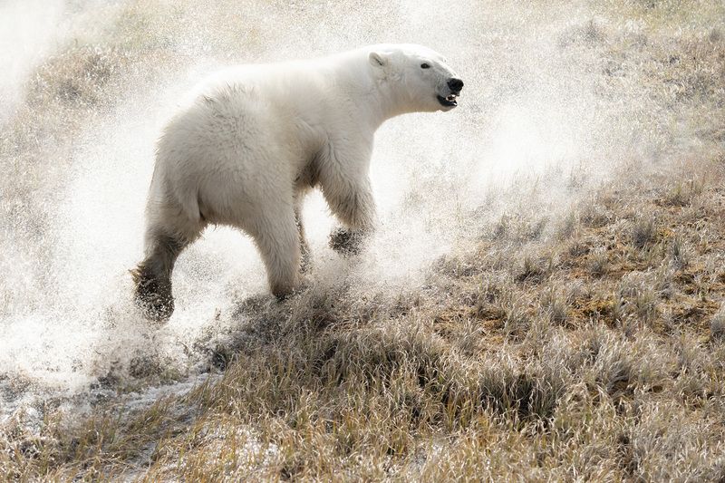 дикая природа, путешествия, медведь, белый медведь, wildlife, outdoor, polar bear Уходя от погони фото превью