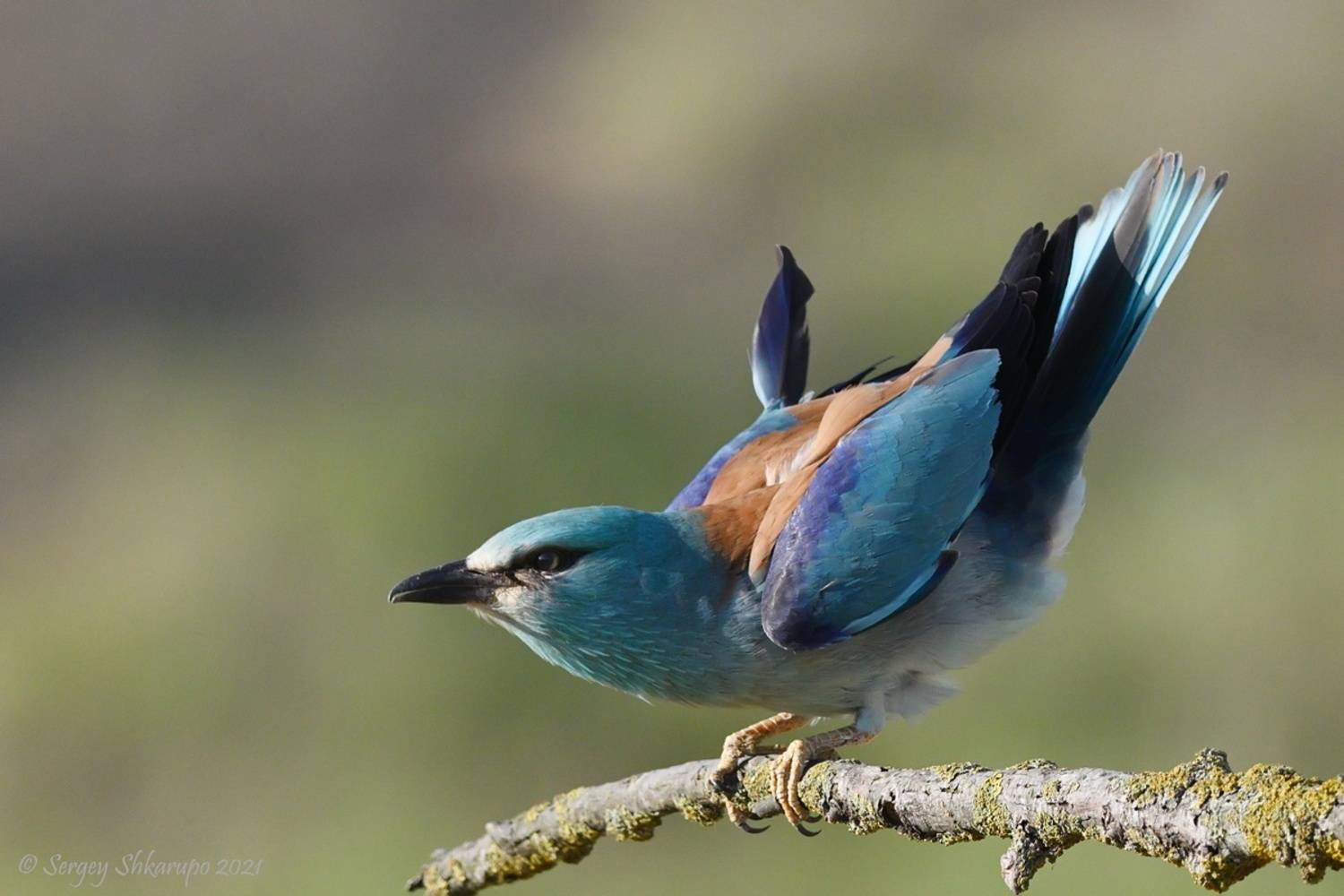 , Сергей Шкарупо