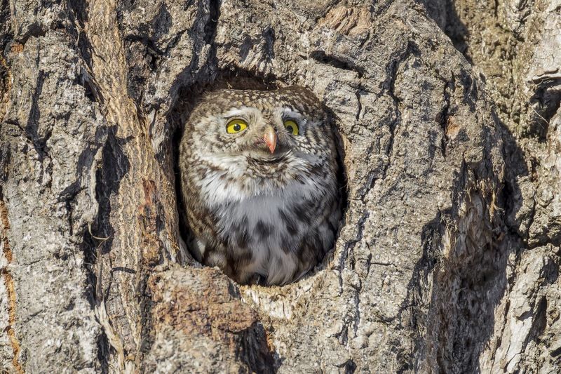 воробьиный сычик, воробьиный сыч, сова, птицы, Мистер Улыбка фото превью