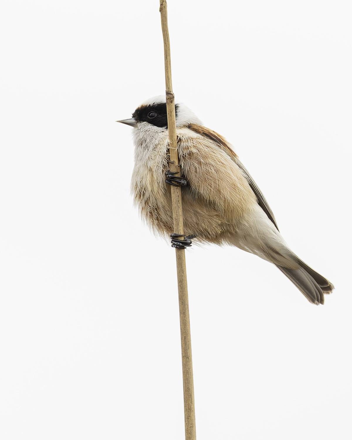ремез, обыкновенный ремез, птицы, penduline tit, birds, Ruslan Pl
