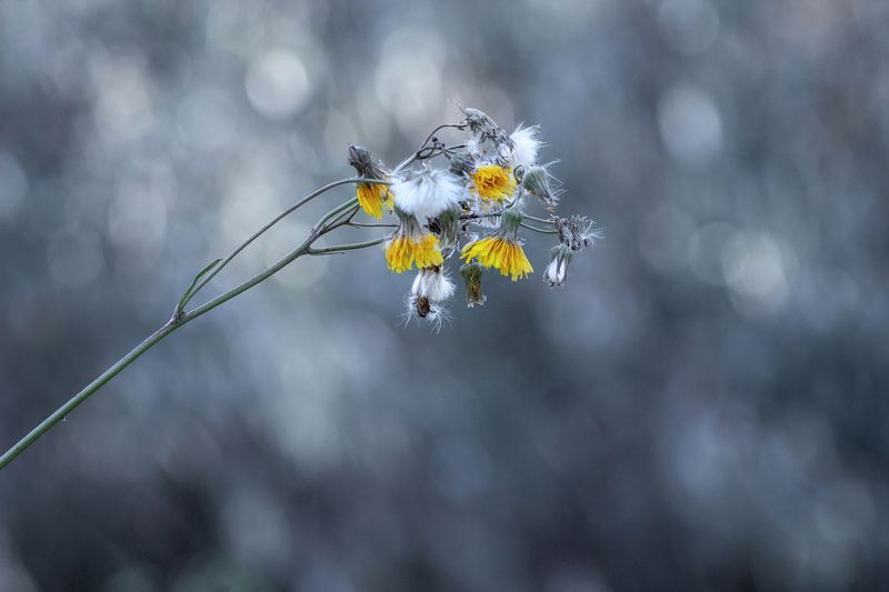 осот Вместе теплее. фото превью