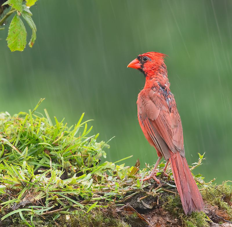 красный кардинал, northern cardinal, cardinal,кардинал, дождь,rain Красный кардинал - Northern Cardinal фото превью