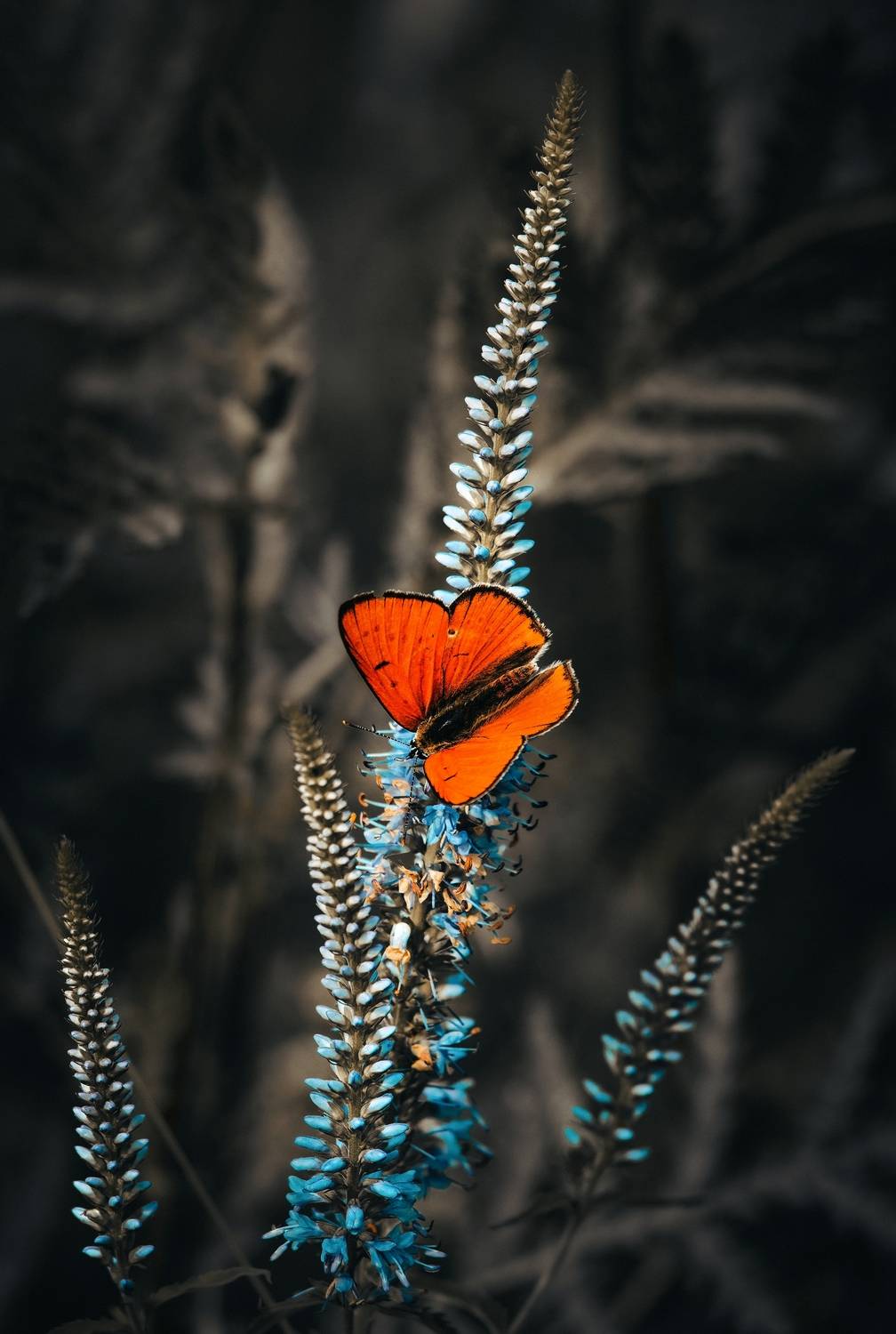 , Фото Александр