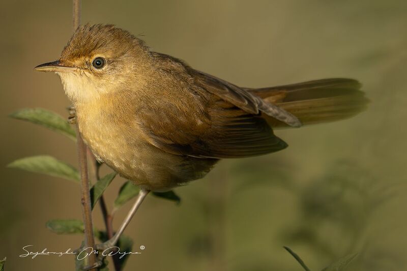 birds Nature | Wildlife Photography | Adventure фото превью