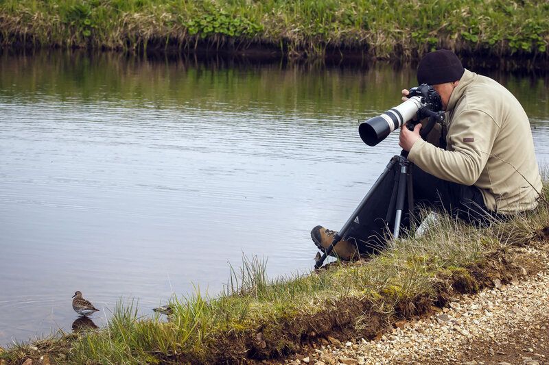 фотограф, фотоохота, кулик, берингийский песочник, остров беринга Взаимопонимание фото превью