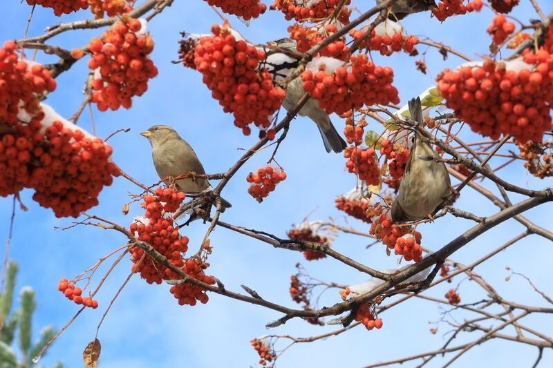 рябина,воробьи,природа Воробьи на рябине фото превью