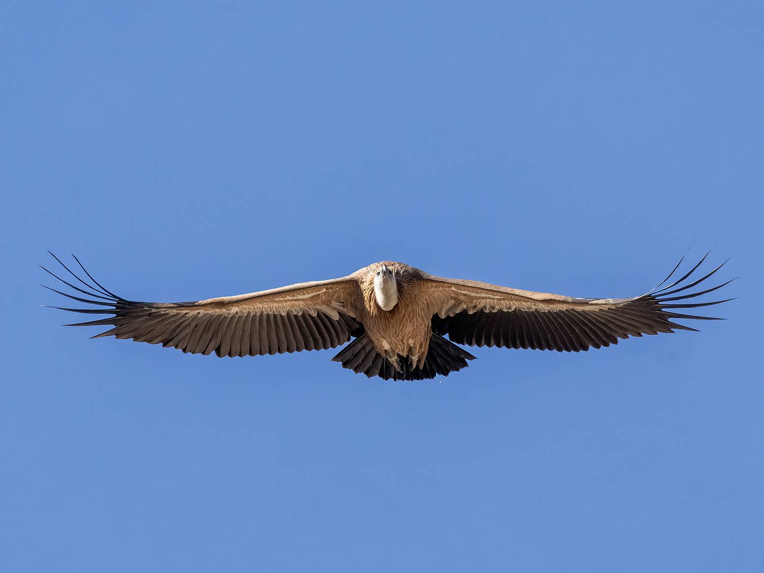 , Fernando Burgalin Sequeira