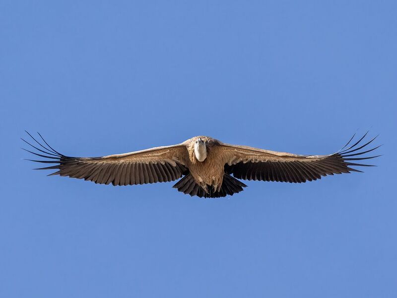 Eurasian Griffon фото превью