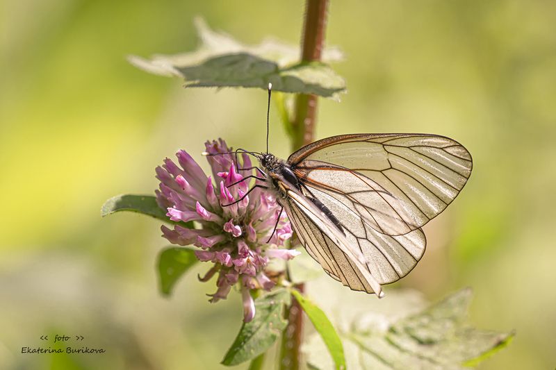фото превью