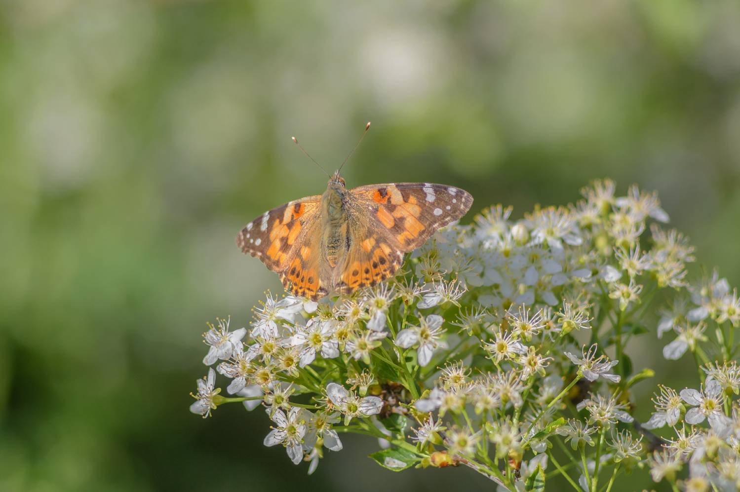 , Лысенко Сергей