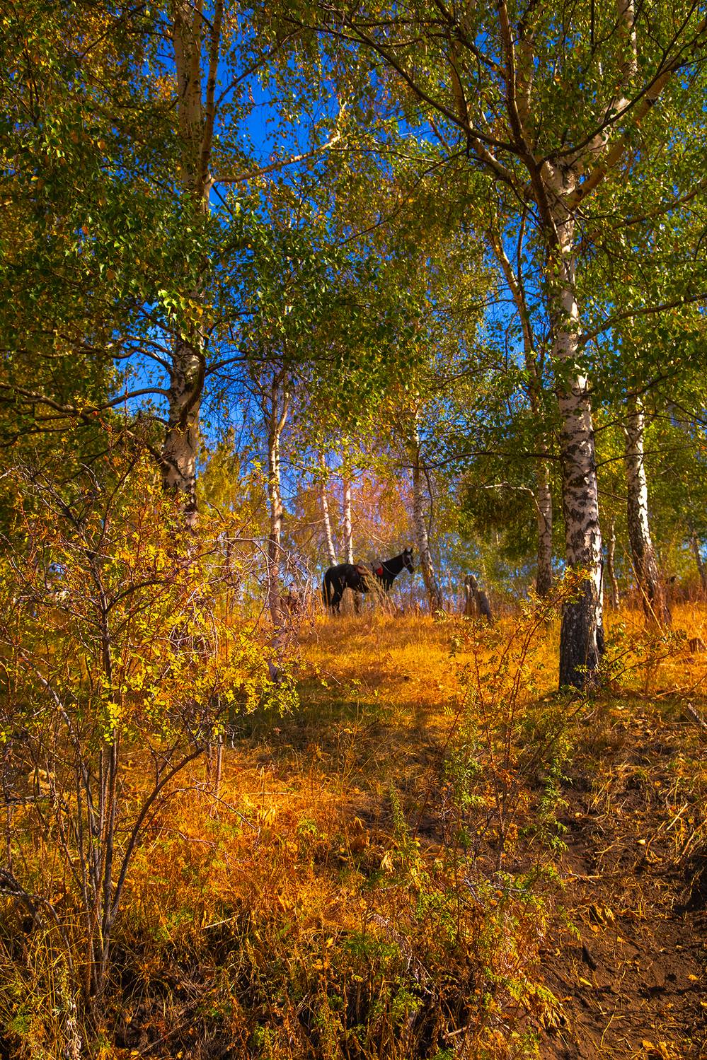 кыргызстан, чон-кемин, Элина Магалимова