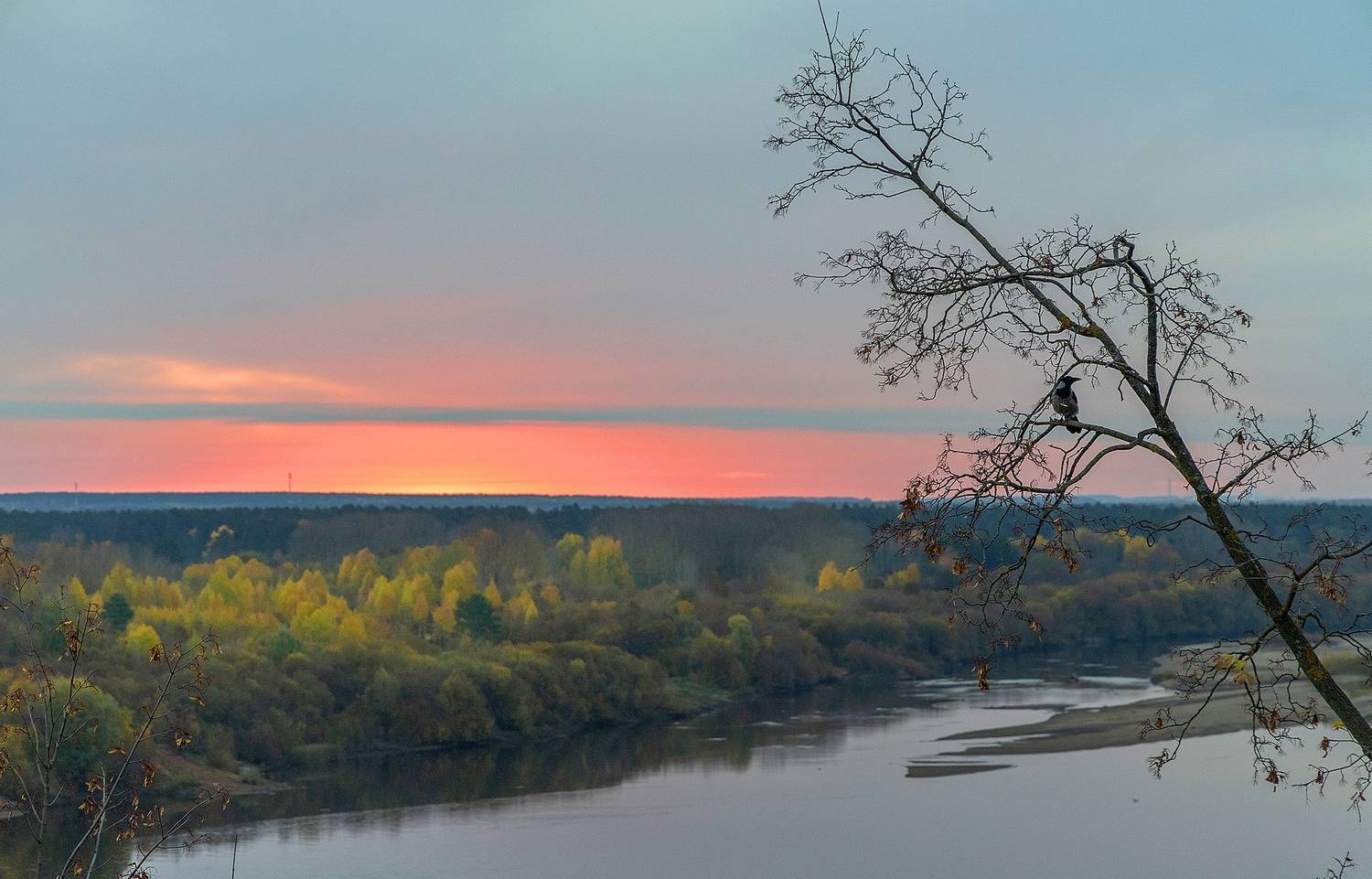 дерево, ворона, утро, рассвет, река, осень, Широких Александр