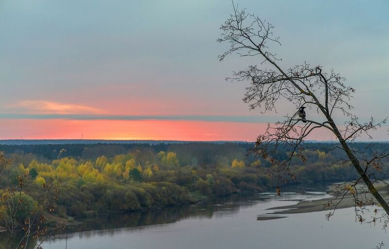 дерево, ворона, утро, рассвет, река, осень Одинокая ворона фото превью