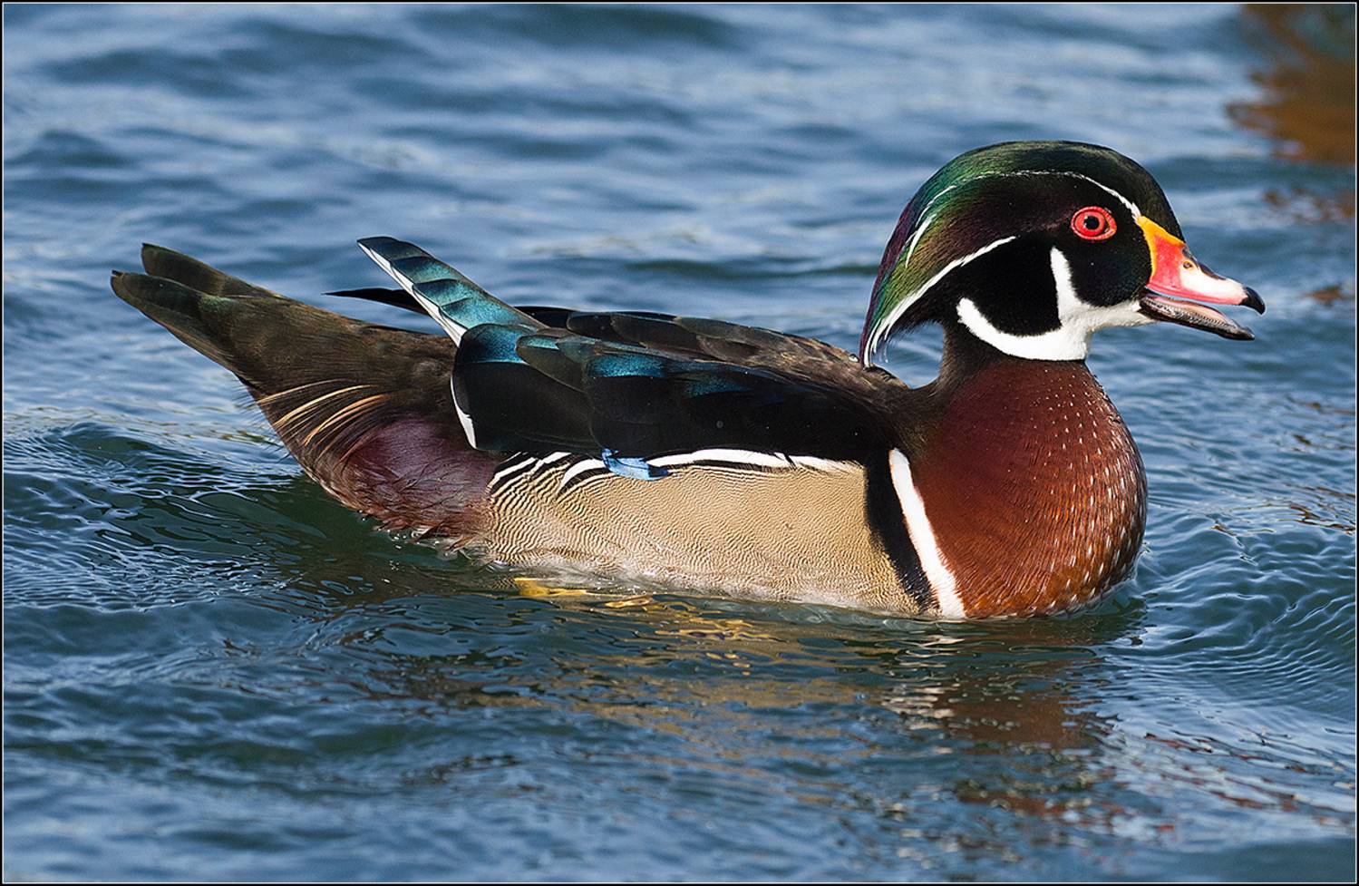 москва, октябрь. парк, каролинка, птица, АНАТОЛИЙ ДОВЫДЕНКО