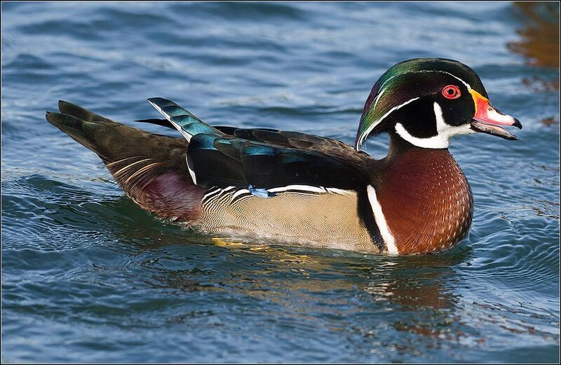 москва, октябрь. парк, каролинка, птица * фото превью