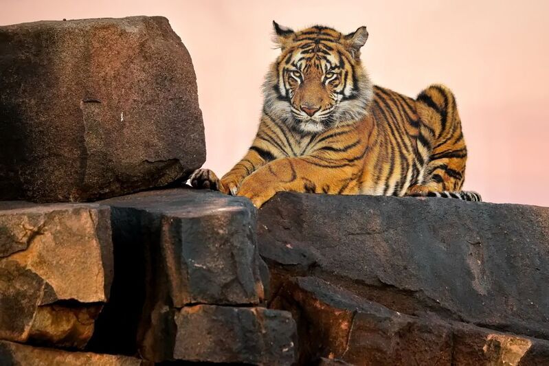 Тигриные истории - 8 фото превью