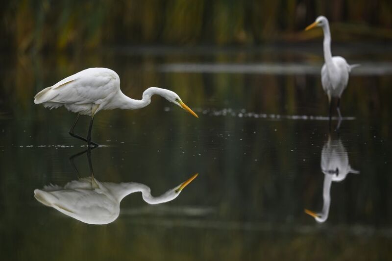 Не отпускают меня белые цапли в этом сезоне фото превью