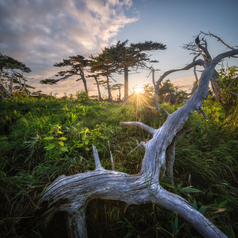 курилы Леса южных Курил. фото превью