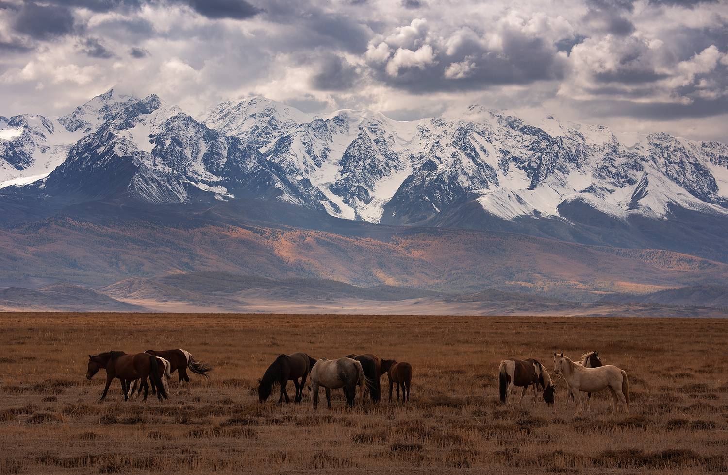 алтай, курай, курайская степь, Petrova Anastasia