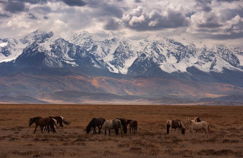 алтай, курай, курайская степь *** фото превью