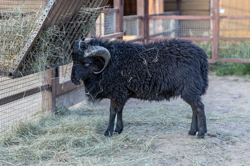 Баран недобро смотрит на фотографа фото превью