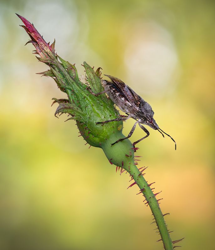 A thorny affair фото превью