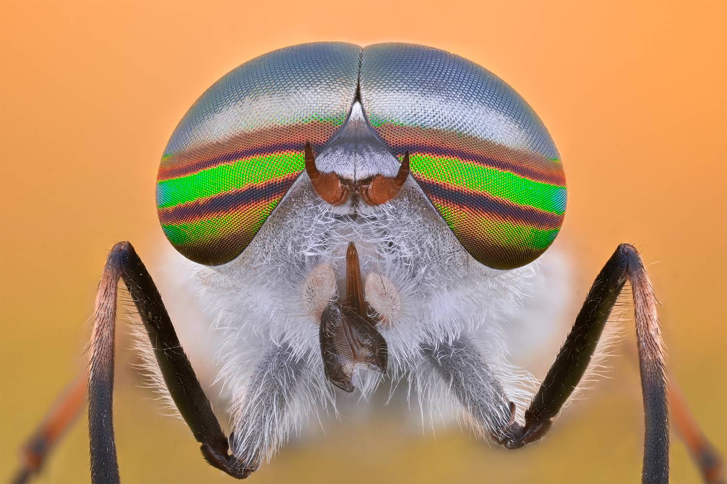 ceclii, macro, Tsvetan Ganev