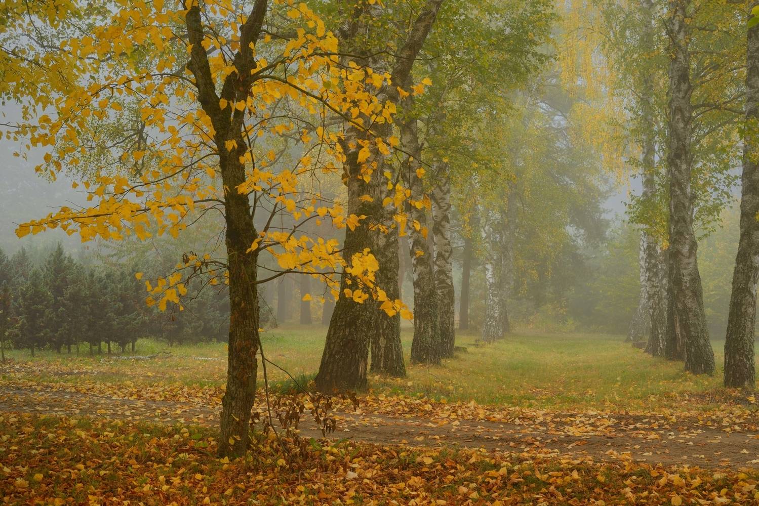 осень листва утро лес туман, Александр Жарников