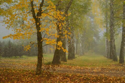 Туманное утро