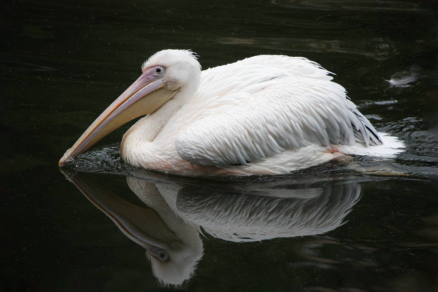 пеликан, розовый пеликан, pelecanus onocrotalus, КарОл