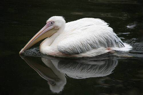 Розовый пеликан