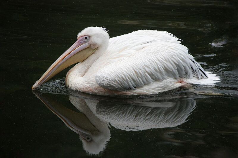 Розовый пеликан фото превью