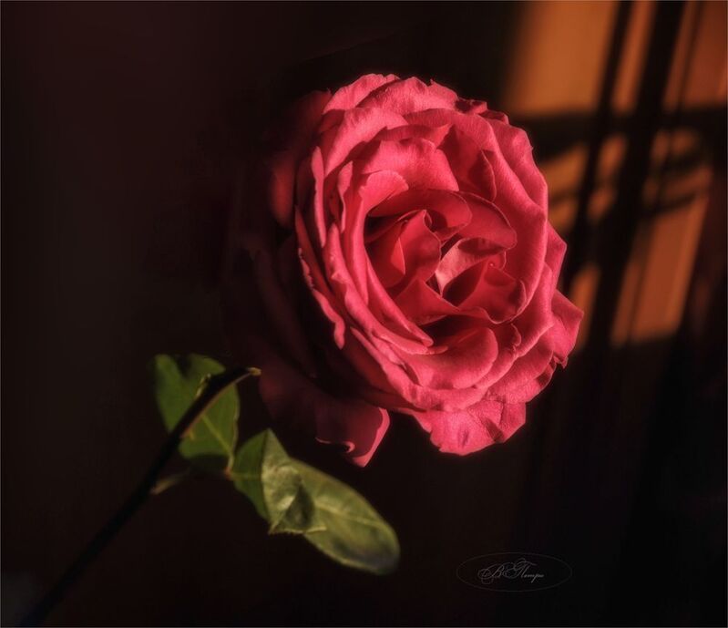 роза тени Роза красная цвела гордо и неторопливо... фото превью