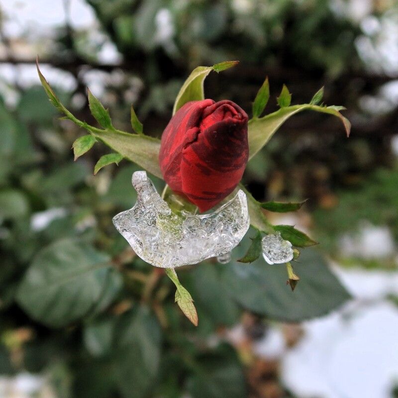 флора,осень,цветок,роза,бутон,льдинка Льдинка на бутоне розы фото превью