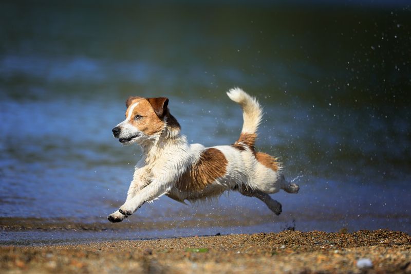 ..... фото превью