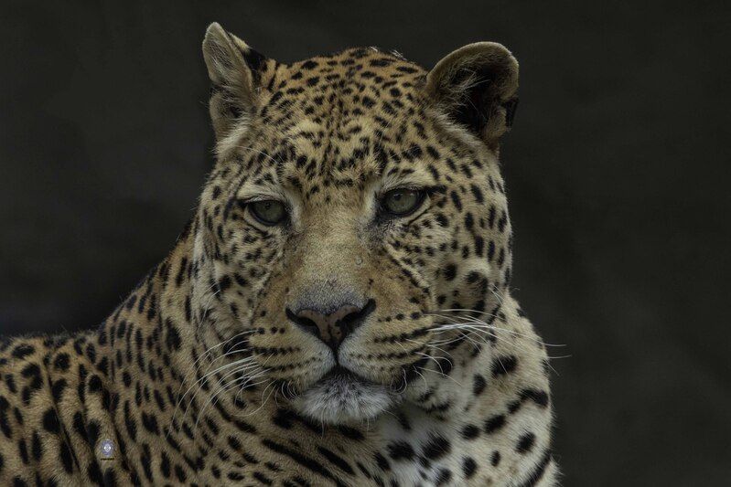 Leopard фото превью