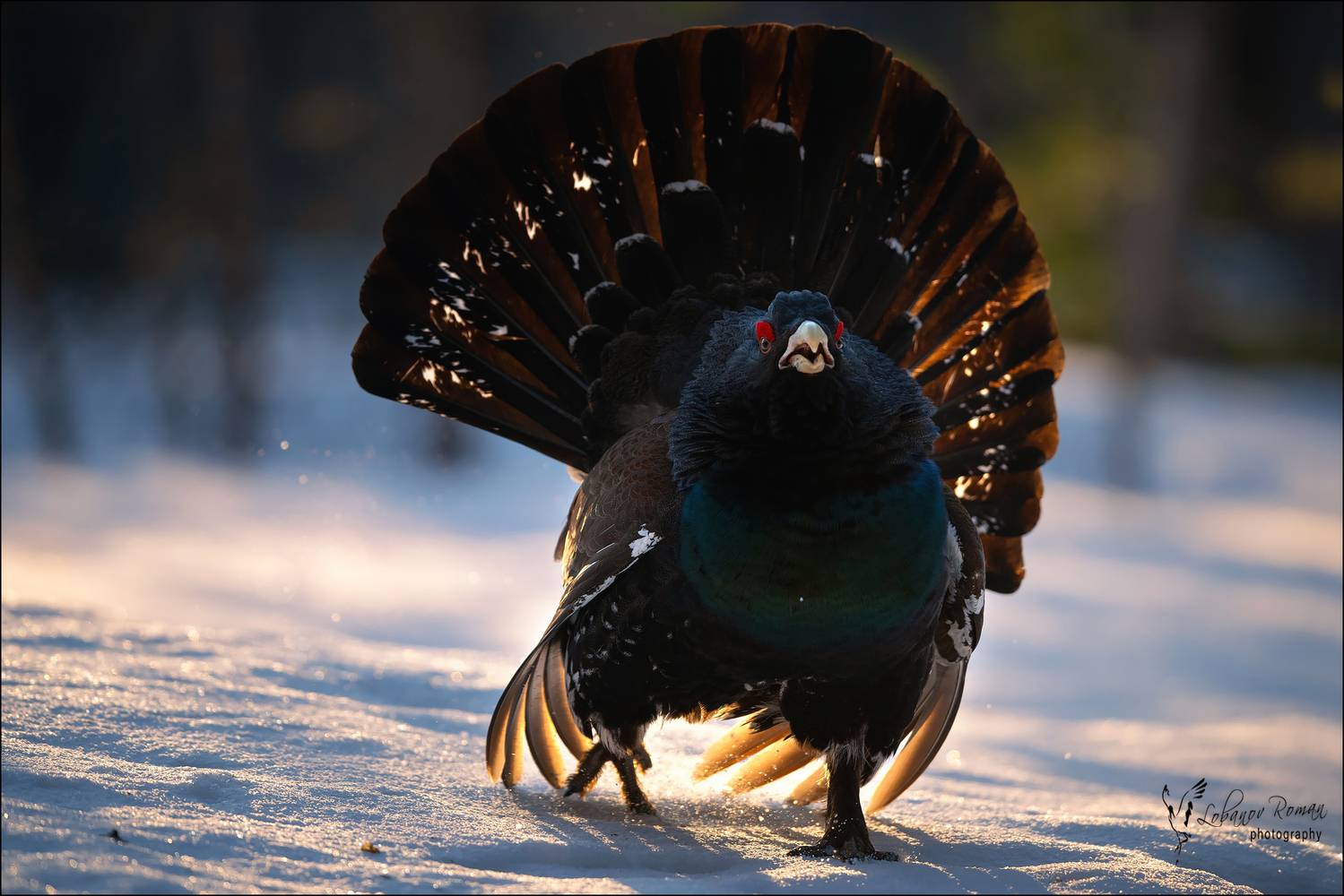 , Лобанов Роман