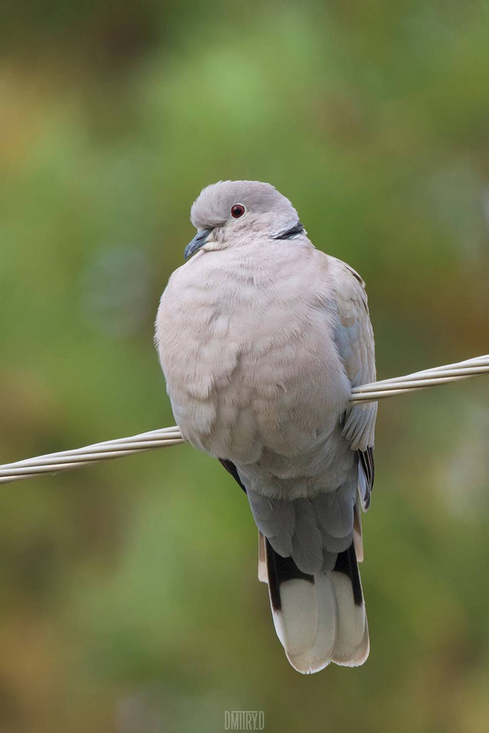 , Дмитрий Доронин