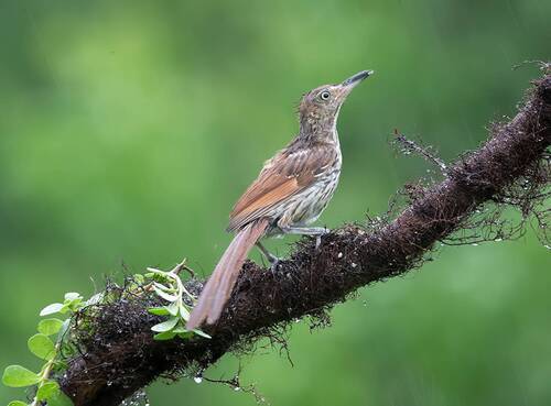 Brown Thrasher - Коричневый пересмешник
