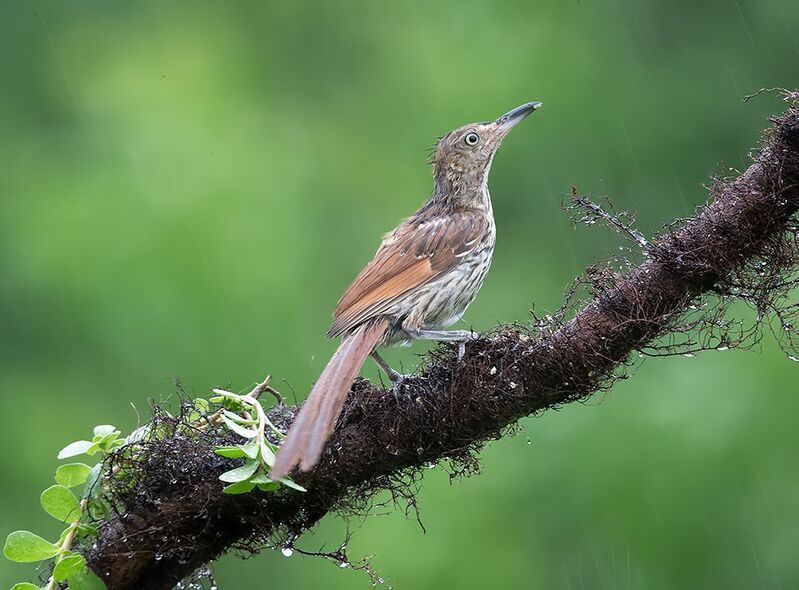 brown thrasher, коричневый пересмешник, пересмешник, thrasher, дождь Brown Thrasher - Коричневый пересмешник фото превью