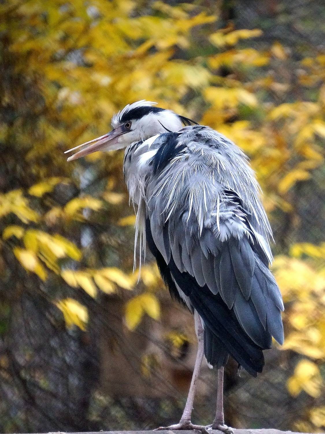 цапля, птицы, аистообразные, настоящие птицы, цаплевые, серая цапля,,  Людмила