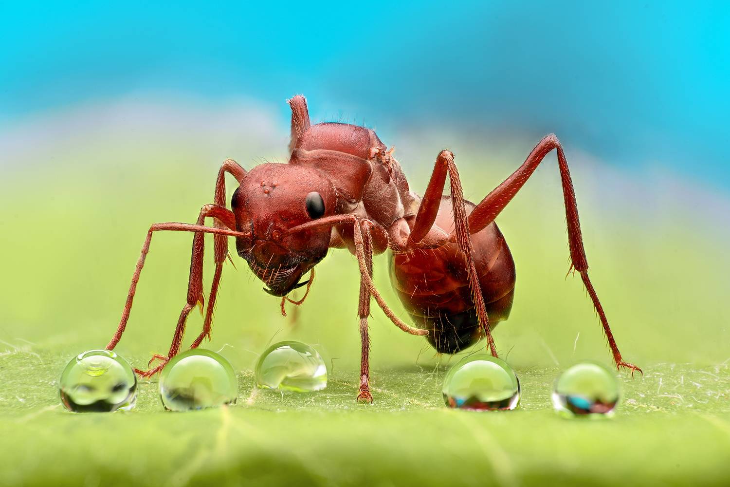 ceclii, macro, Tsvetan Ganev