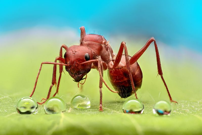 ceclii, macro  фото превью