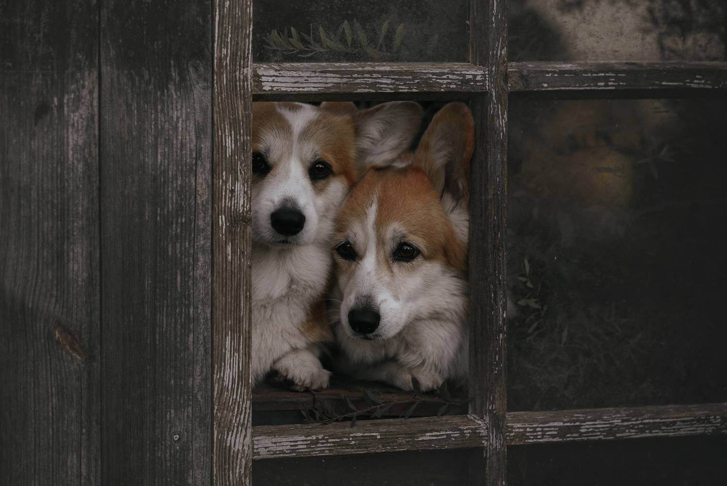 , Мороз Ирина