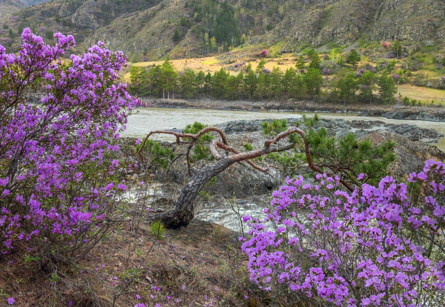 Фототуры с Владимиром Рябковым, #алтай #altay #барнаул #алтаи #горныйалтай #горы #алтайскийкрай #сибирь #altai #россия #russia #путешествие #природа #barnaul #республикаалтай #новосибирск #mountains #бийск #barnaul22 #travel #катунь #москва #поход #красно, Владимир Рябков