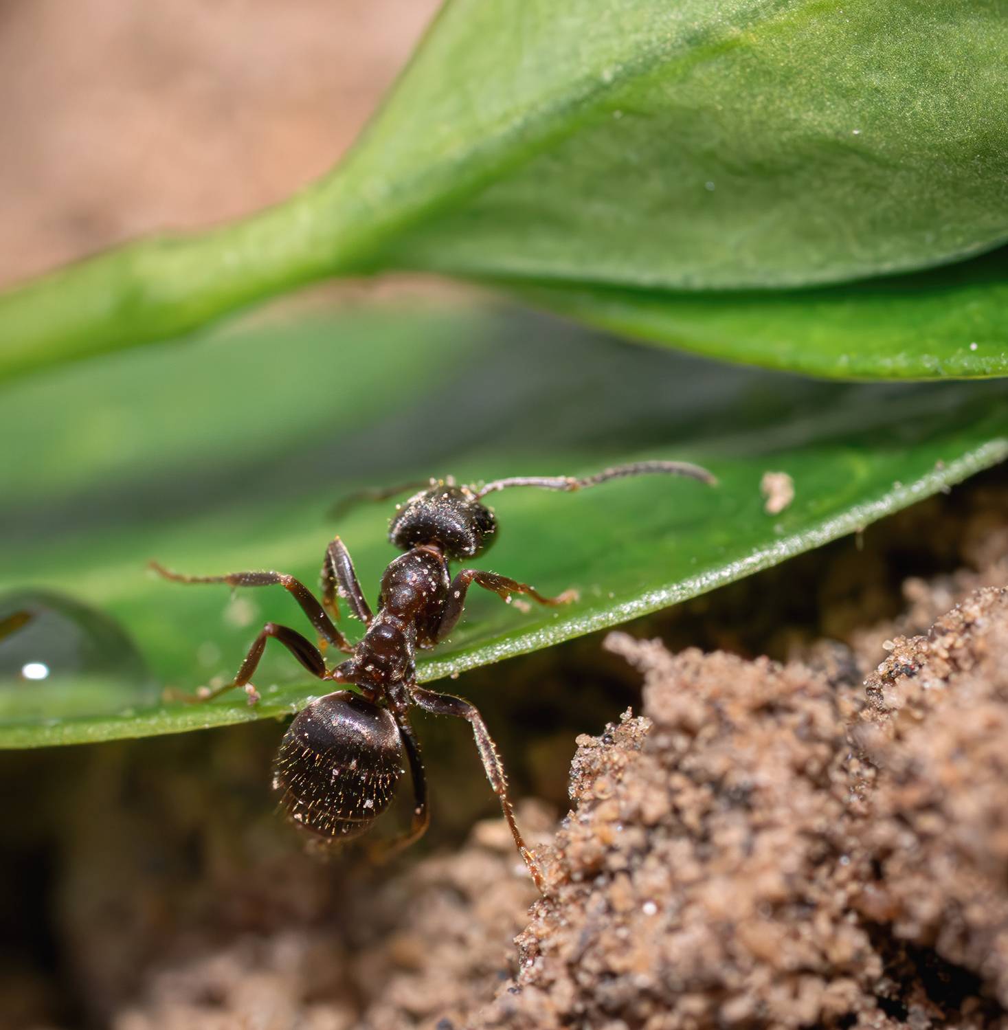 Муравей лето макро, Ворожцова Марина
