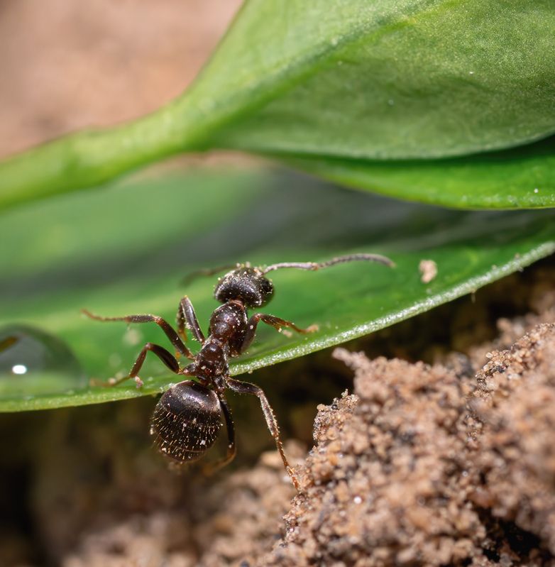 Муравей лето макро Чумазый работяга! фото превью